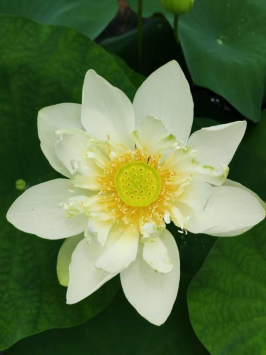 1775614047192809.png image.png