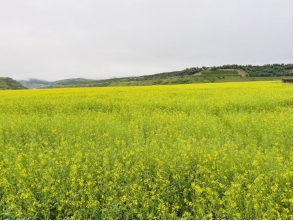 1775614353143149.png image.png