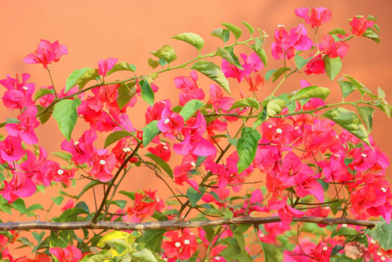 1775695619118098.png image.png