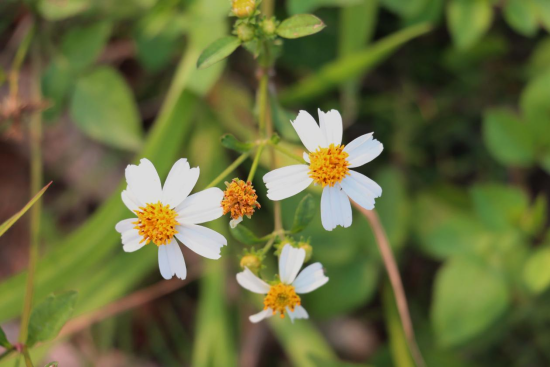 1775695692128591.png image.png